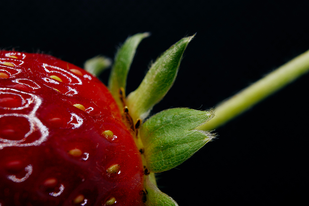 Strawberry Rhubarb Dermafoliant – August Member Gift